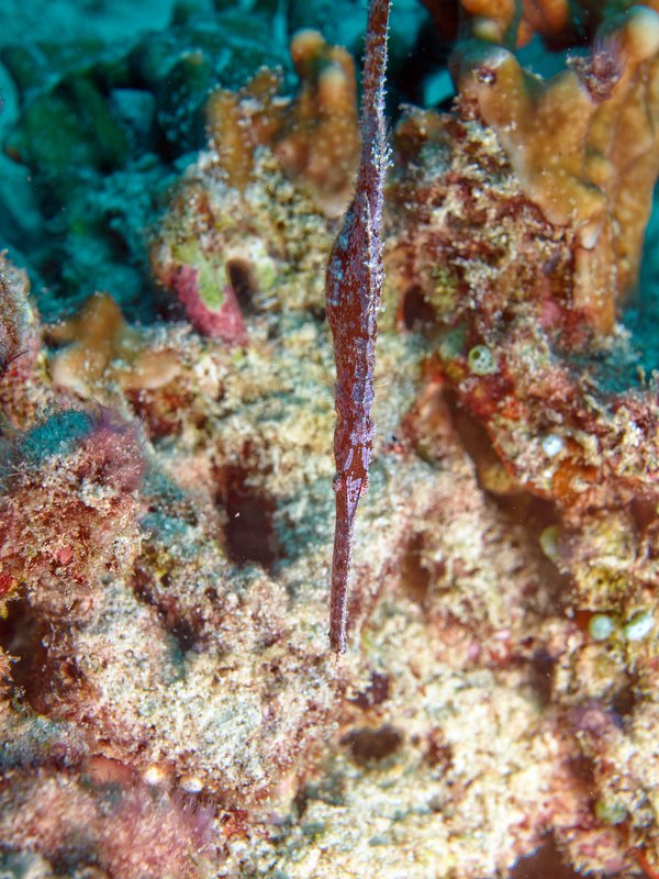 Ghost pipe fish, Shark Point